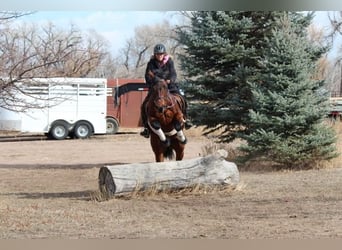 American Quarter Horse, Klacz, 11 lat, 142 cm, Gniada