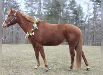 American Quarter Horse, Klacz, 11 lat, 147 cm, Ciemnokasztanowata