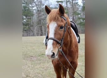 American Quarter Horse, Klacz, 11 lat, 147 cm, Ciemnokasztanowata