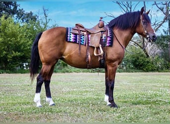 American Quarter Horse, Klacz, 11 lat, 147 cm, Gniada