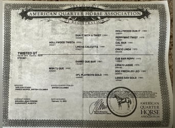 American Quarter Horse, Klacz, 11 lat, 147 cm, Izabelowata