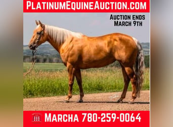 American Quarter Horse, Klacz, 11 lat, 147 cm, Izabelowata