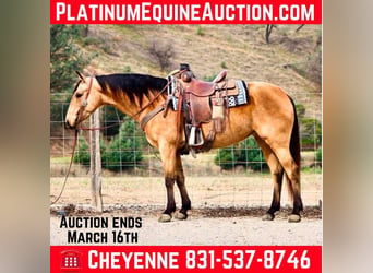 American Quarter Horse, Klacz, 11 lat, 147 cm, Jelenia