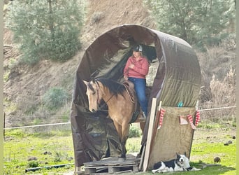American Quarter Horse, Klacz, 11 lat, 147 cm, Jelenia