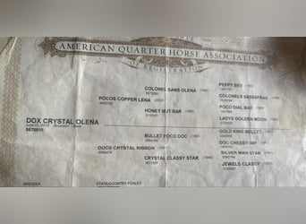 American Quarter Horse, Klacz, 11 lat, 147 cm, Jelenia