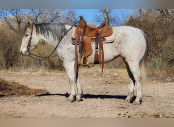 American Quarter Horse, Klacz, 11 lat, 147 cm, Siwa