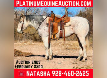 American Quarter Horse, Klacz, 11 lat, 147 cm, Siwa