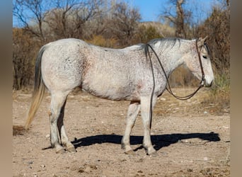 American Quarter Horse, Klacz, 11 lat, 147 cm, Siwa