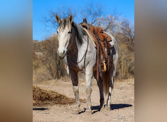 American Quarter Horse, Klacz, 11 lat, 147 cm, Siwa