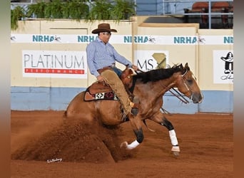 American Quarter Horse, Klacz, 11 lat, 148 cm, Jelenia
