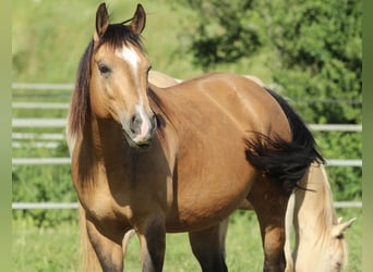 American Quarter Horse, Klacz, 11 lat, 148 cm, Jelenia