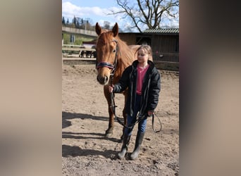 American Quarter Horse, Klacz, 11 lat, 149 cm, Kasztanowata