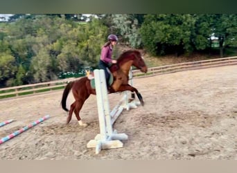 American Quarter Horse, Klacz, 11 lat, 150 cm, Ciemnokasztanowata