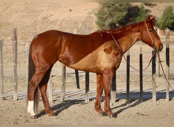 American Quarter Horse, Klacz, 11 lat, 150 cm, Ciemnokasztanowata