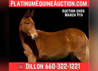 American Quarter Horse, Klacz, 11 lat, 150 cm, Ciemnokasztanowata