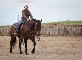 American Quarter Horse, Klacz, 11 lat, 150 cm, Gniada