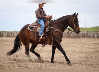 American Quarter Horse, Klacz, 11 lat, 150 cm, Gniada