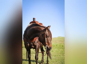 American Quarter Horse, Klacz, 11 lat, 150 cm, Gniada