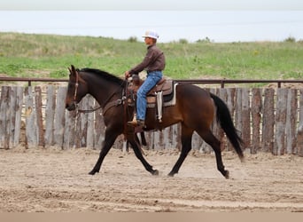 American Quarter Horse, Klacz, 11 lat, 150 cm, Gniada