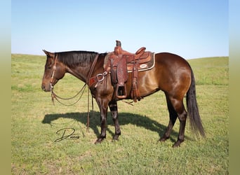 American Quarter Horse, Klacz, 11 lat, 150 cm, Gniada