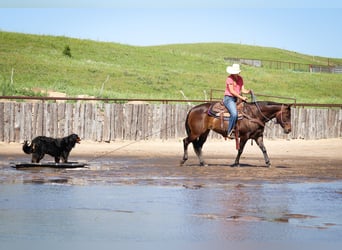 American Quarter Horse, Klacz, 11 lat, 150 cm, Gniada