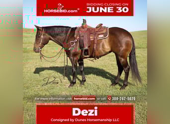 American Quarter Horse, Klacz, 11 lat, 150 cm, Gniada
