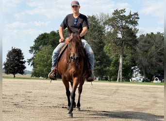 American Quarter Horse, Klacz, 11 lat, 150 cm, Gniada
