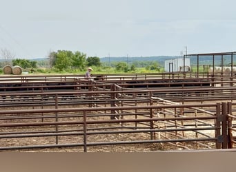 American Quarter Horse, Klacz, 11 lat, 150 cm, Gniada