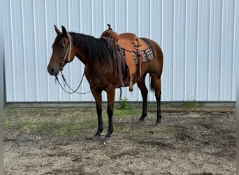 American Quarter Horse, Klacz, 11 lat, 150 cm, Gniada