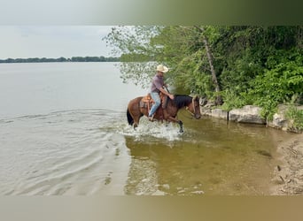 American Quarter Horse, Klacz, 11 lat, 150 cm, Gniada