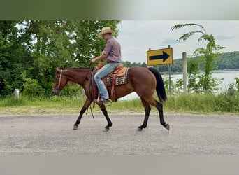 American Quarter Horse, Klacz, 11 lat, 150 cm, Gniada