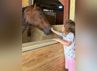 American Quarter Horse, Klacz, 11 lat, 150 cm, Gniada