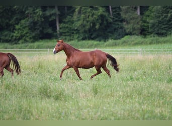 American Quarter Horse, Klacz, 11 lat, 150 cm, Kasztanowata