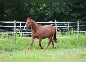 American Quarter Horse, Klacz, 11 lat, 150 cm, Kasztanowata