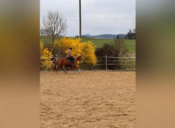 American Quarter Horse Mix, Klacz, 11 lat, 150 cm, Kasztanowata