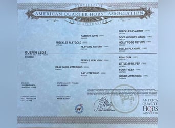 American Quarter Horse, Klacz, 11 lat, 150 cm, Siwa