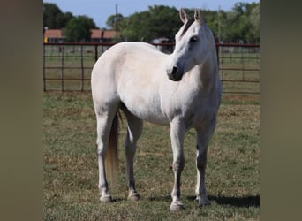 American Quarter Horse, Klacz, 11 lat, 150 cm, Siwa