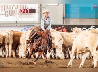 American Quarter Horse, Klacz, 11 lat, 152 cm, Ciemnokasztanowata