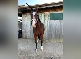 American Quarter Horse, Klacz, 11 lat, 152 cm, Gniada