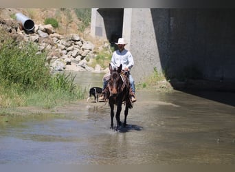 American Quarter Horse, Klacz, 11 lat, 152 cm, Gniada