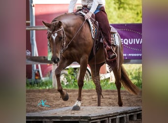 American Quarter Horse, Klacz, 11 lat, 152 cm, Kasztanowata