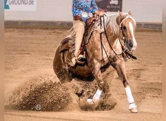 American Quarter Horse, Klacz, 11 lat, 153 cm, Izabelowata