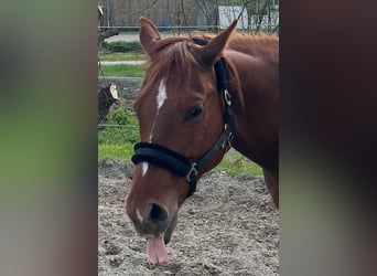 American Quarter Horse, Klacz, 11 lat, 155 cm, Ciemnokasztanowata