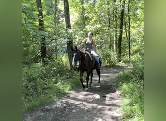 American Quarter Horse, Klacz, 11 lat, 155 cm, Kara