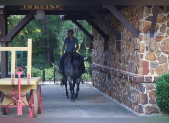 American Quarter Horse, Klacz, 11 lat, 157 cm, Gniadodereszowata