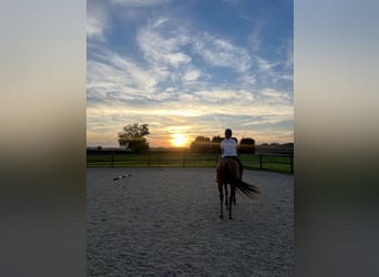 American Quarter Horse Mix, Klacz, 11 lat, 158 cm, Ciemnokasztanowata