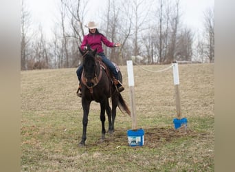 American Quarter Horse, Klacz, 11 lat, 163 cm, Gniada