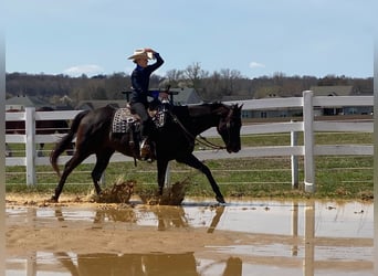 American Quarter Horse, Klacz, 11 lat, 163 cm, Gniada