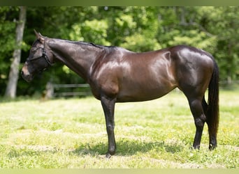 American Quarter Horse, Klacz, 11 lat, 163 cm, Gniada
