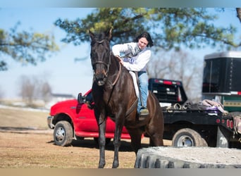 American Quarter Horse, Klacz, 11 lat, 163 cm, Gniada